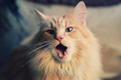 开云sport-新王践祚，锡安轰塌洛杉矶王座，野蛮美学碾压时代逻辑