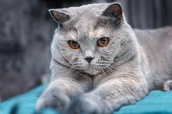 开云体育APP下载-绿茵炼金术，当贝林厄姆完成自我救赎，巴拉圭击溃阿尔及利亚