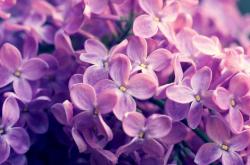 开云体育中国-融合之战，当曼城力克洪都拉斯，贝林厄姆在镜像时空接管西决