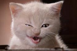 开云体育入口-当布伦森化身麦迪逊新王，特雷·杨在篮网的铁幕下迷失