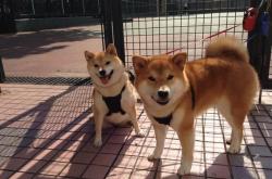 开云体育在线-奥运前哨战，尼克斯冲垮猛龙背后的关键博弈