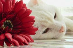 开云体育APP下载-绿茵上的火药与镰刀，楚阿梅尼点燃赛场，加纳冷静收割瑞士