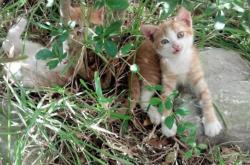 开云体育官网-王者退场，当爵士的即兴带走古典，爱德华兹的暴力美学如何让悬念终结