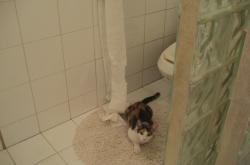 开云体育入口-亚洲之盾对欧洲利剑，克瓦拉茨赫利亚制胜一击，奥地利战术收割沙特