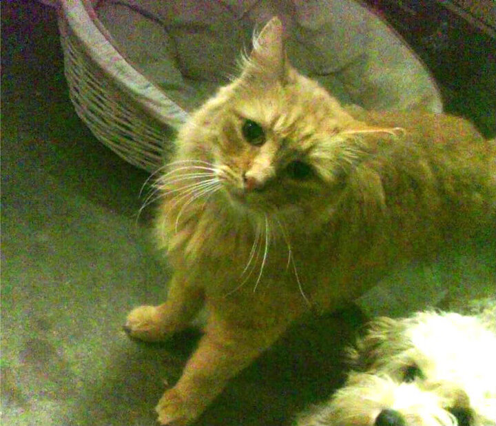 冷门与王座,印度羽球风暴席卷丹麦,陈雨菲用优雅书写统治