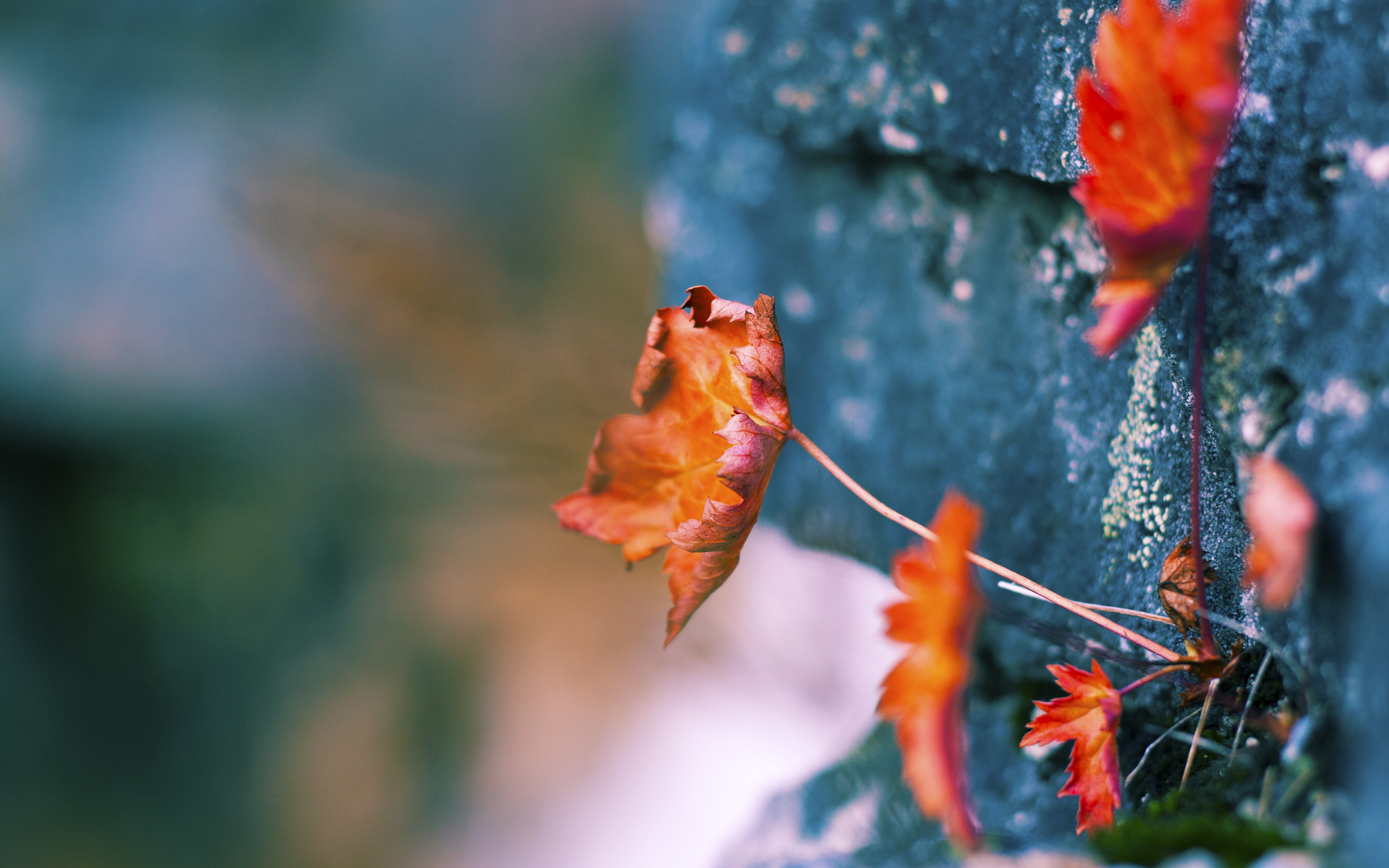反向镀金时代，当塞维利亚的暮年德布劳内在美加墨收割挪威
