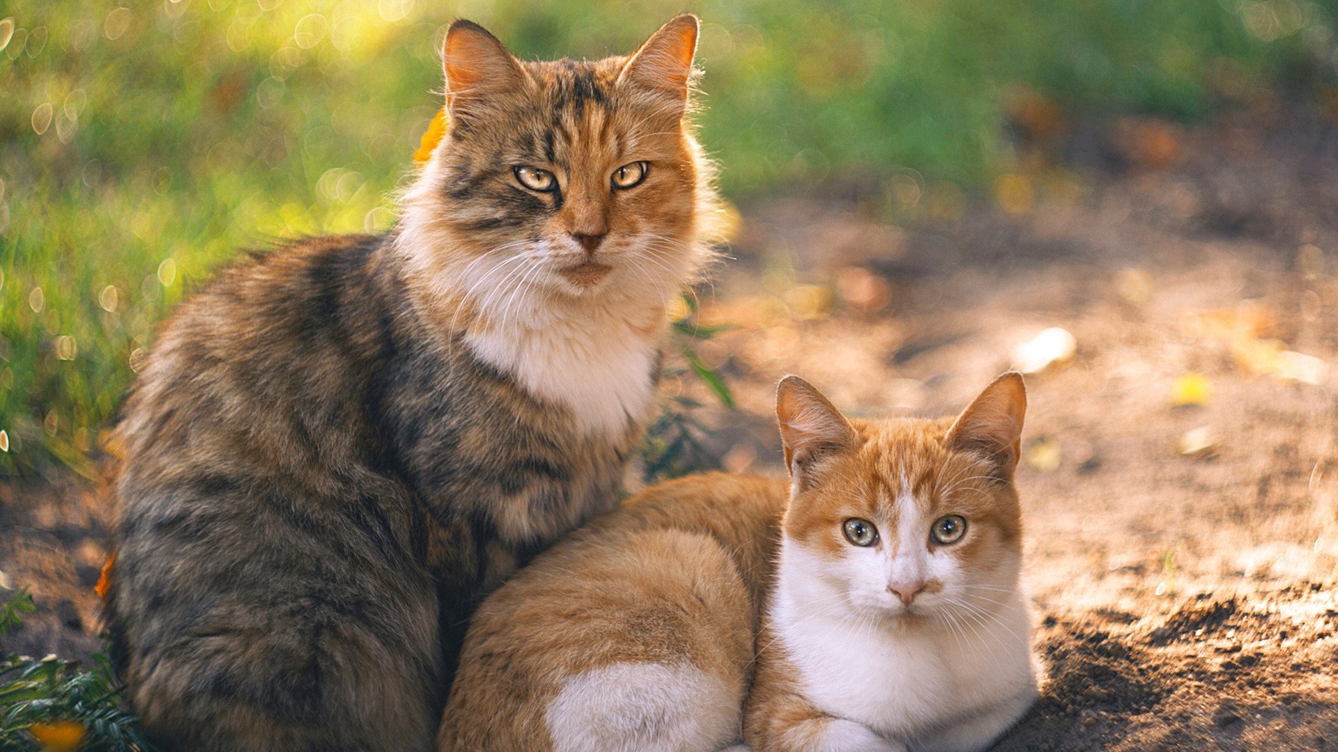 寒夜里的维京战吼，厄德高致命一箭，苏格兰绝境斩落东瀛武士