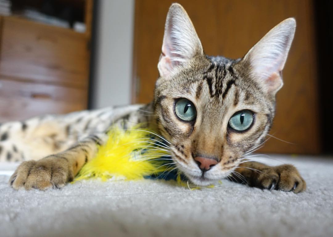 星火燎原,卡马文加点燃中场,阿尔及利亚三球轻取巴拉圭