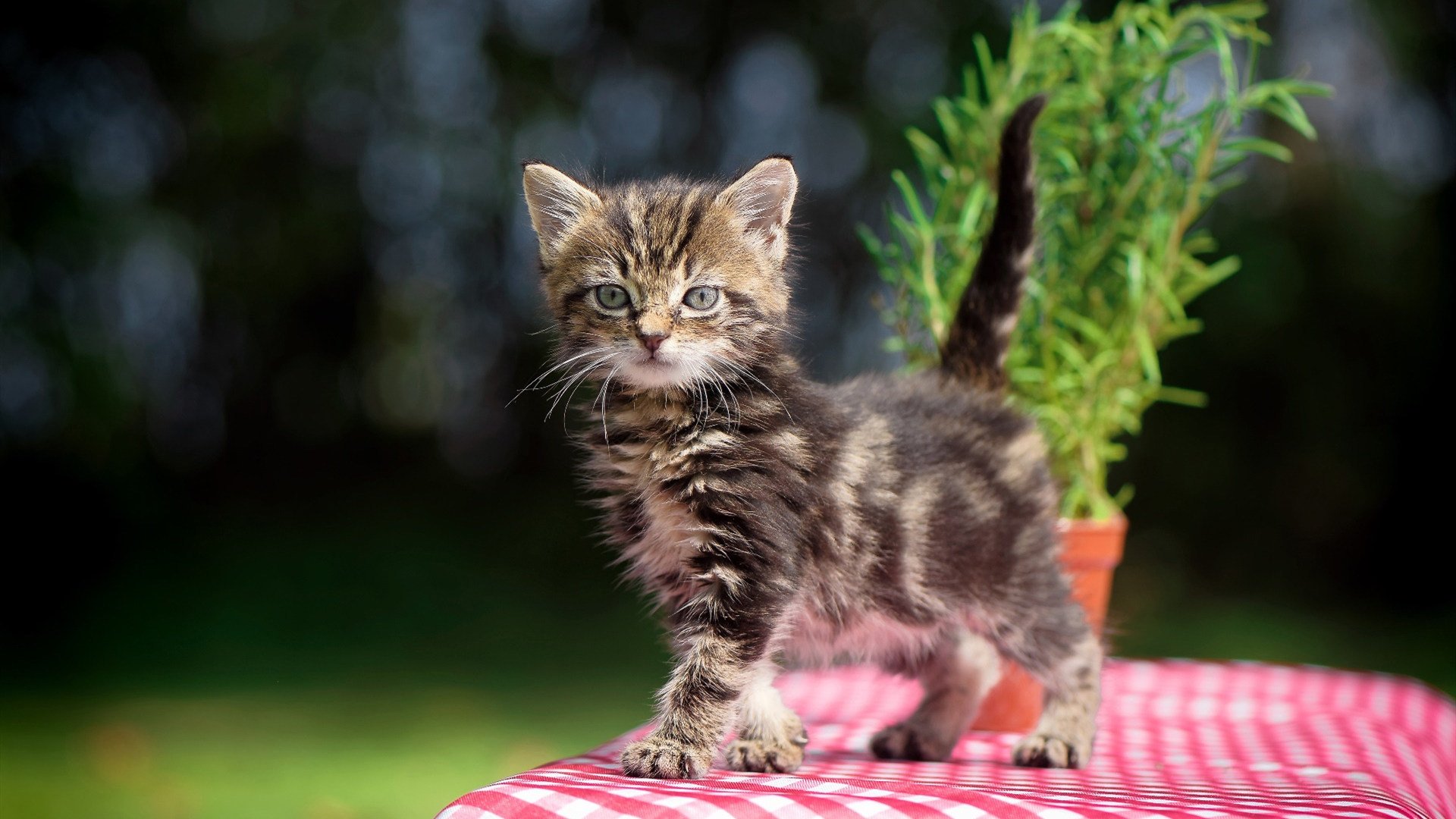 绿军印记，从活塞的窒息防守到马克西在美加墨接管新时代