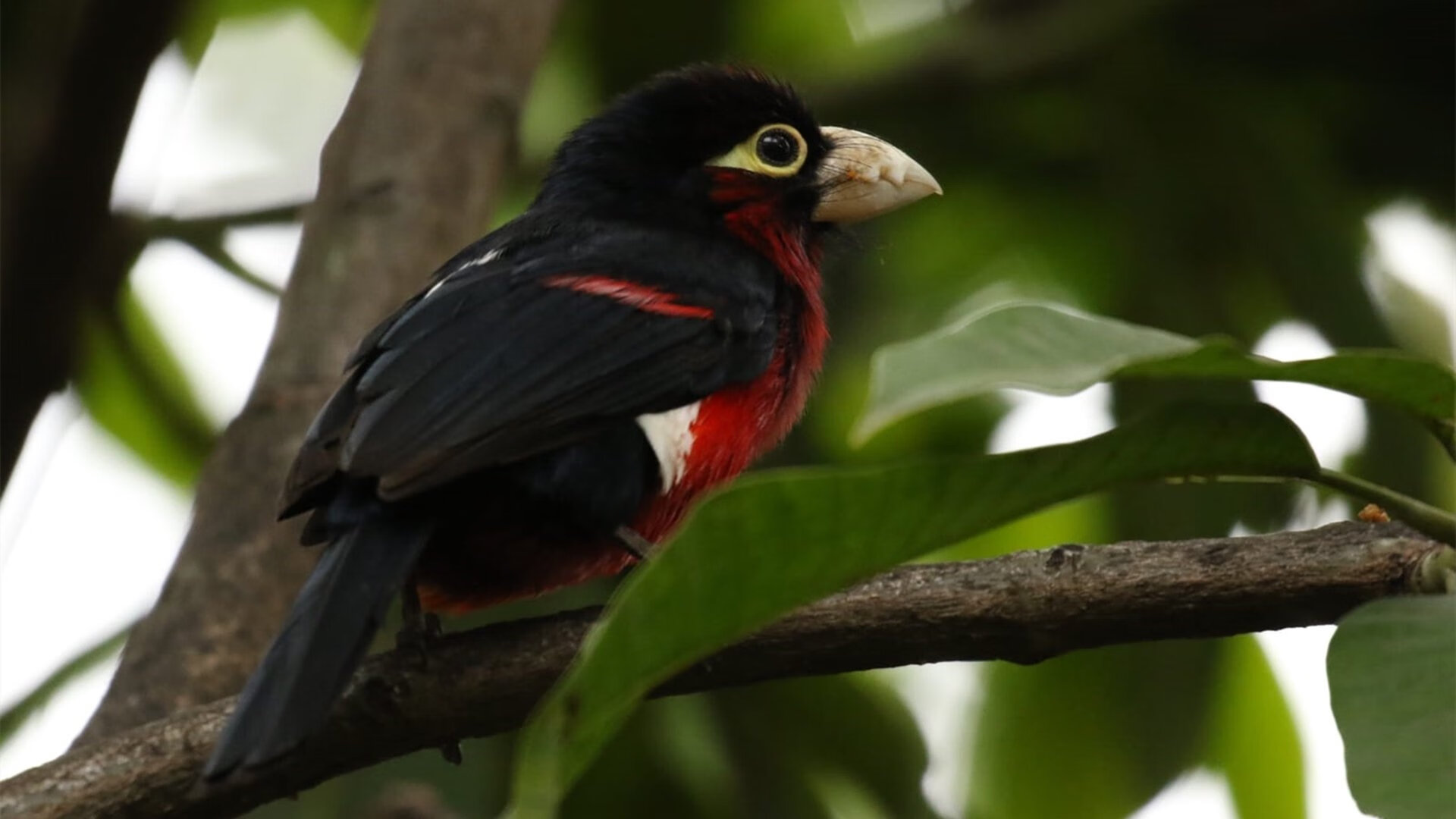 多维征服，开拓者火力全开与伦纳德的绿茵独舞