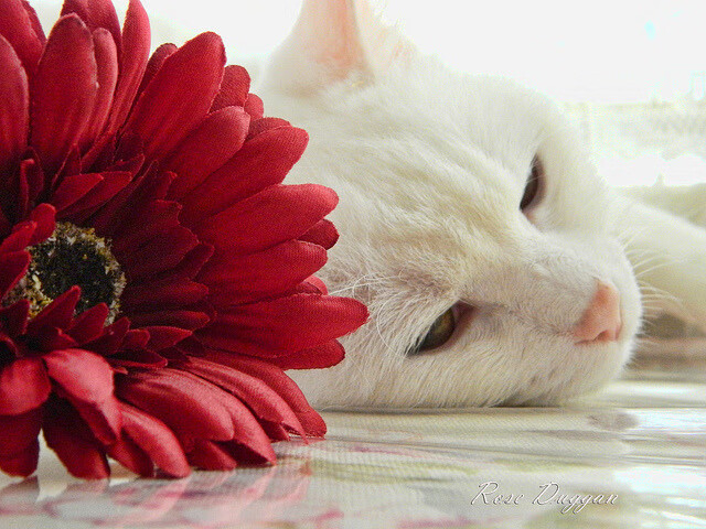 绿茵上的火药与镰刀,楚阿梅尼点燃赛场,加纳冷静收割瑞士