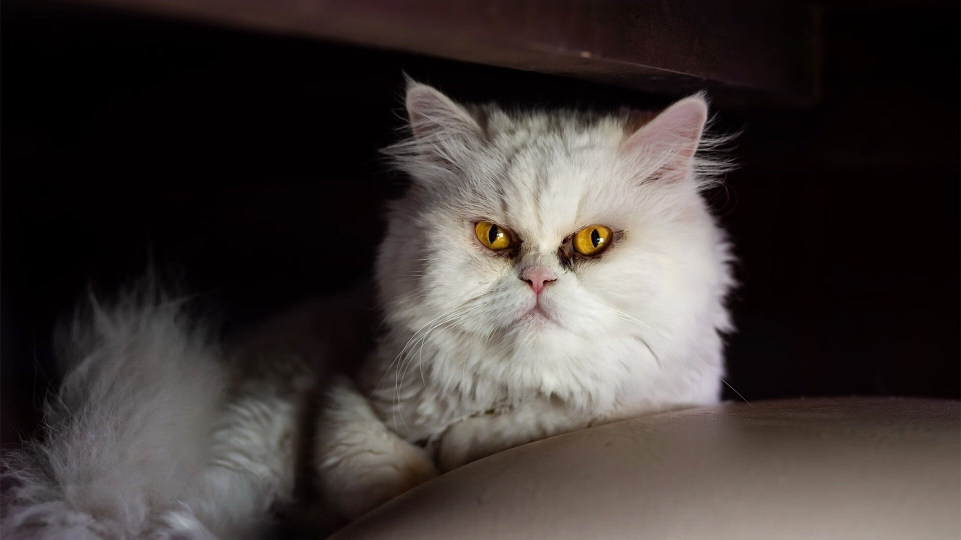 戈麦斯绝杀建功，勒沃库森生死战险胜奥地利晋级