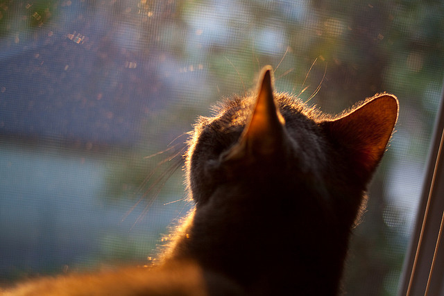 皇马单节闪电战击溃智利防线，罗德里关键先生闪耀友谊赛