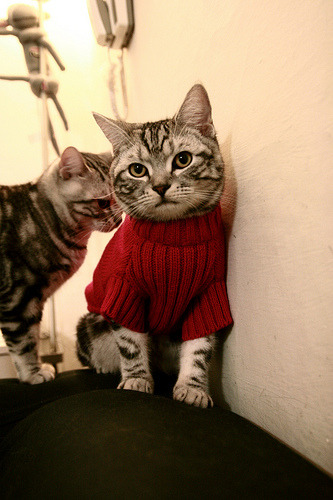 火网淹没鹈鹕，库里是网中定海神针