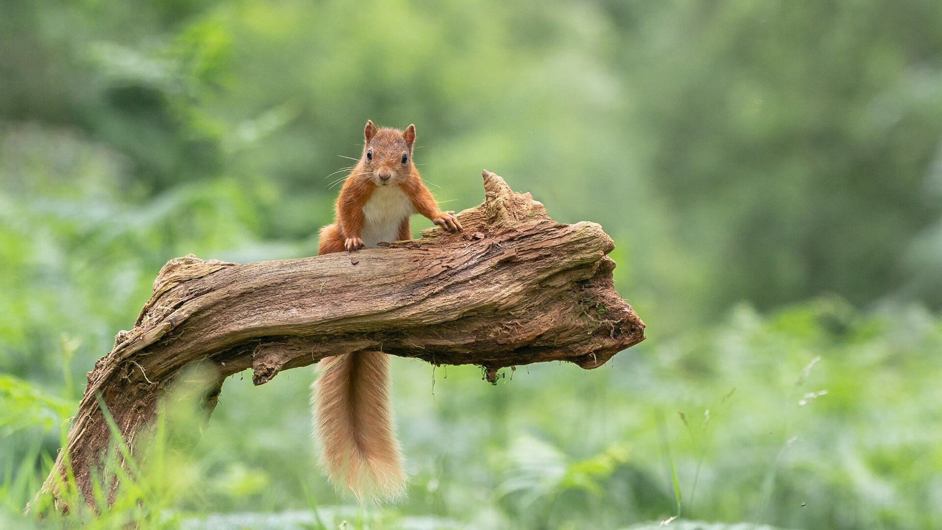 孤胆英雄的硝烟战场，东契奇在欧冠淘汰赛的夜晚，将进攻演绎成个人史诗