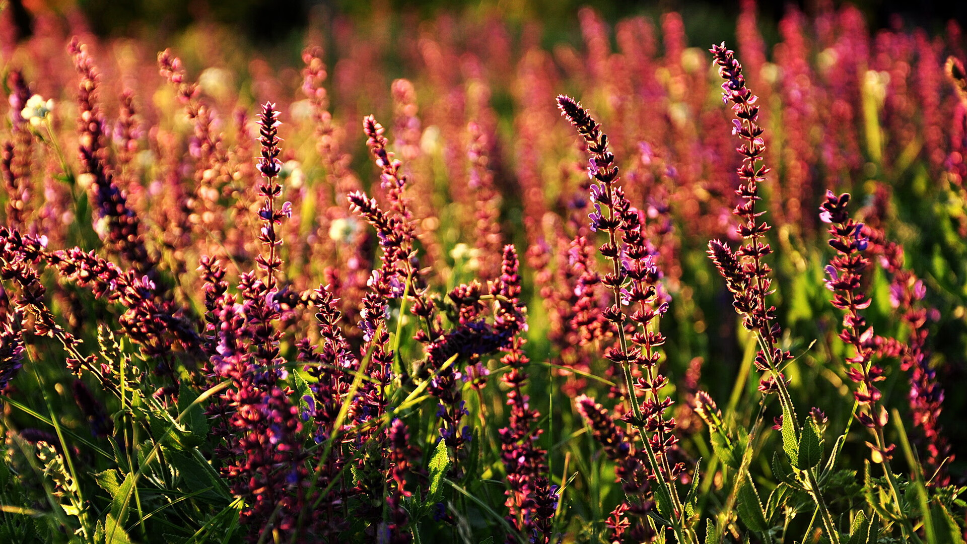 加克波一剑封喉,克罗地亚老辣锁胜局—当冠军级表现碾过乌克兰的叹息