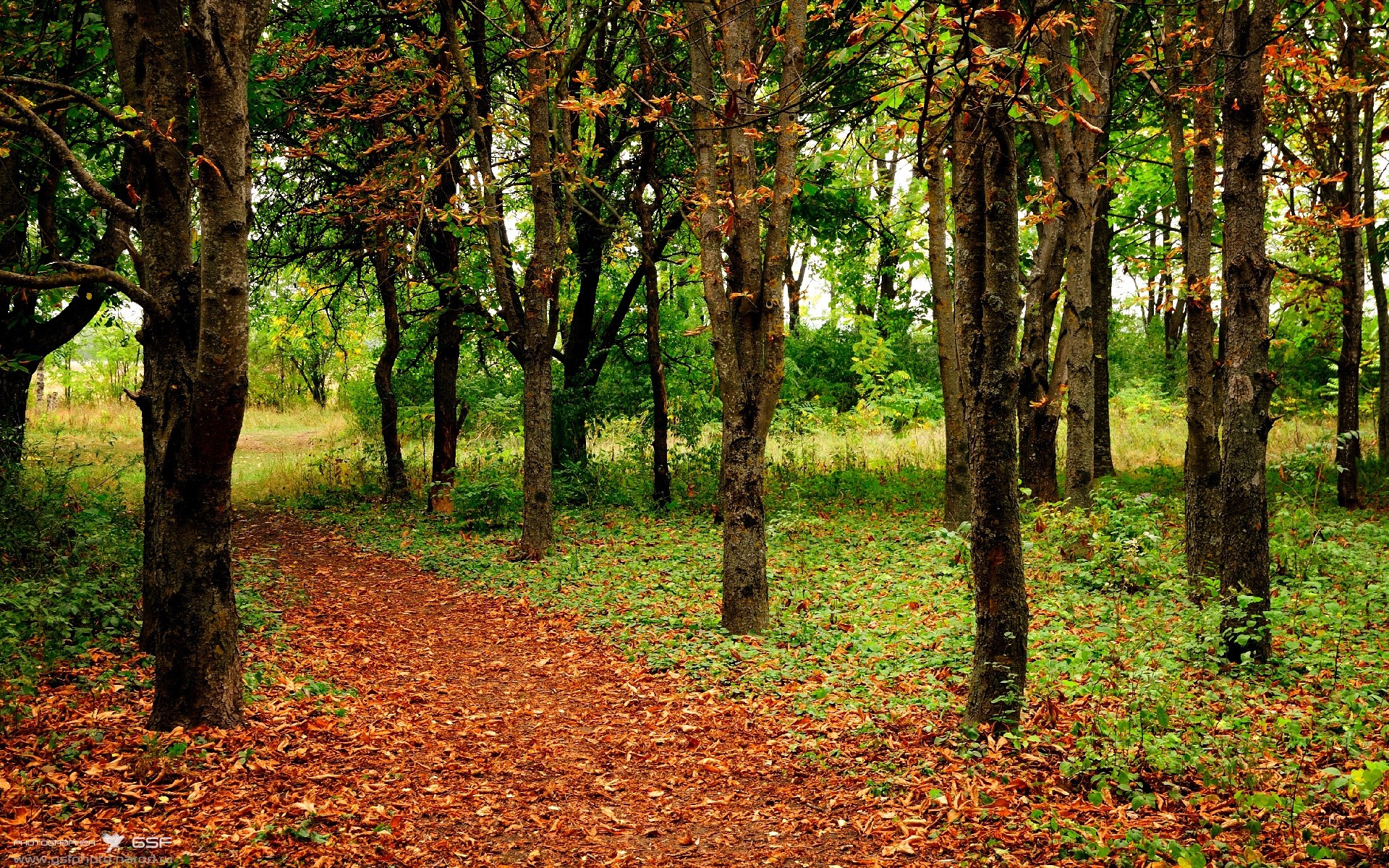 当华南虎咆哮孟菲斯,武切维奇跨洋执掌西决生死战