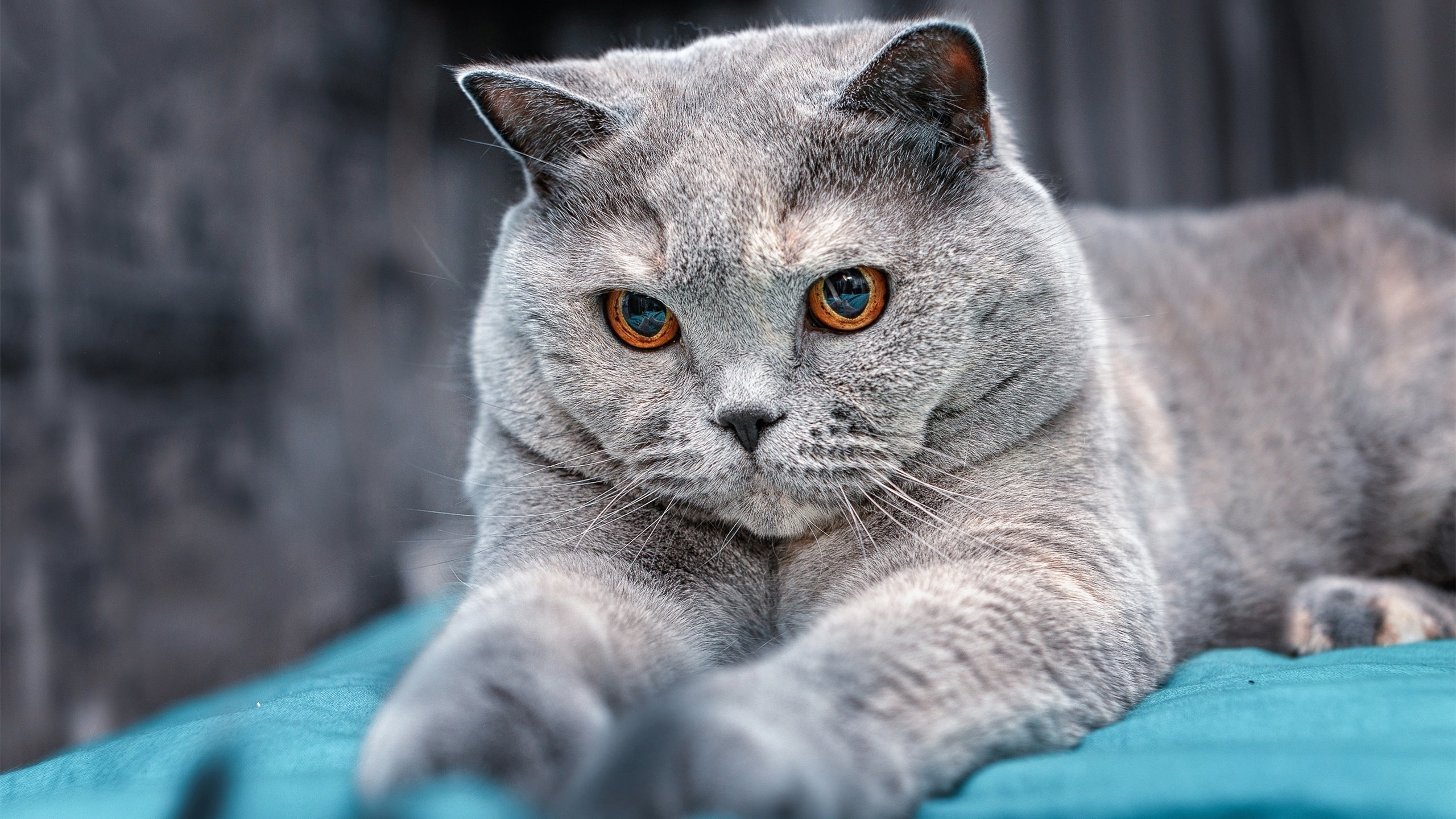 钢铁舰队，勒布朗·詹姆斯与2018骑士的困局突围