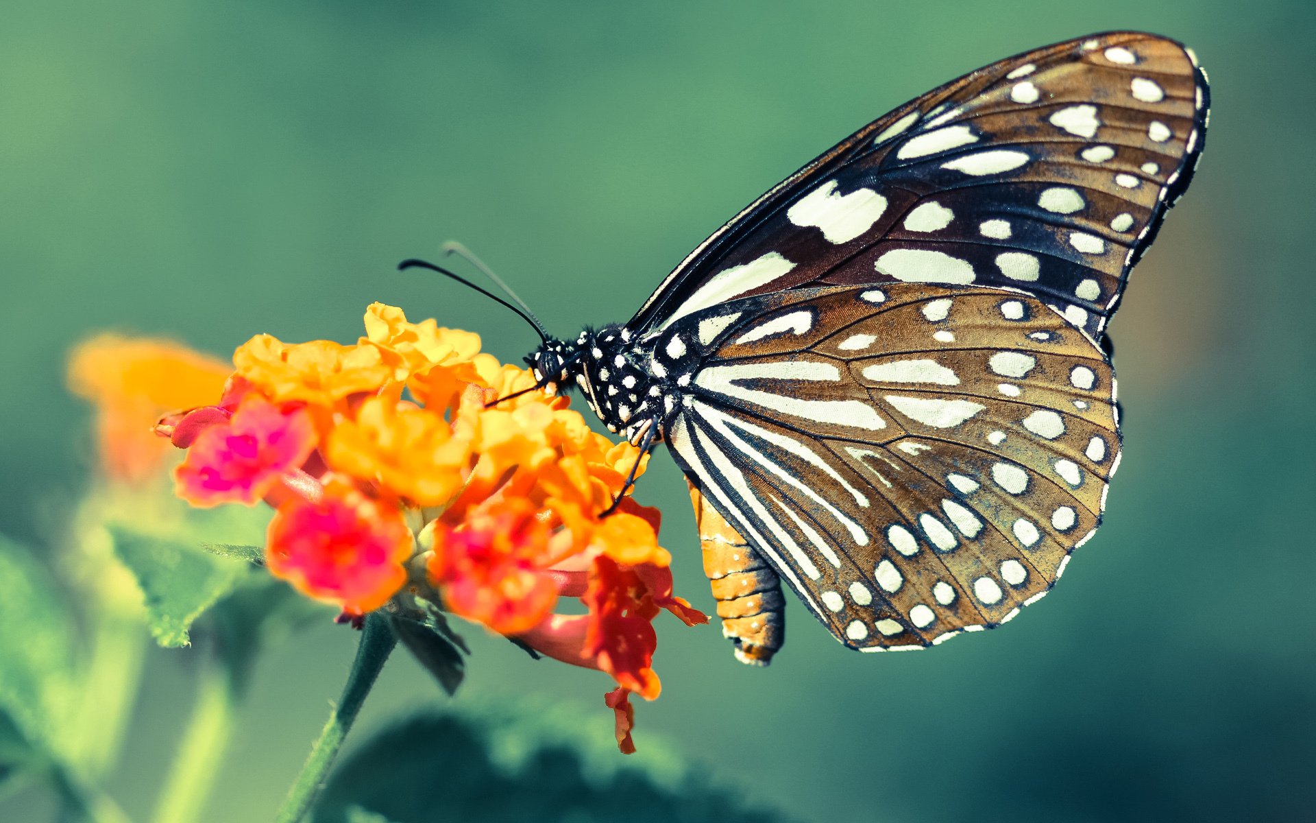 跨界对决，马刺惊险淘汰广厦，拉文足球赛场闪耀意甲