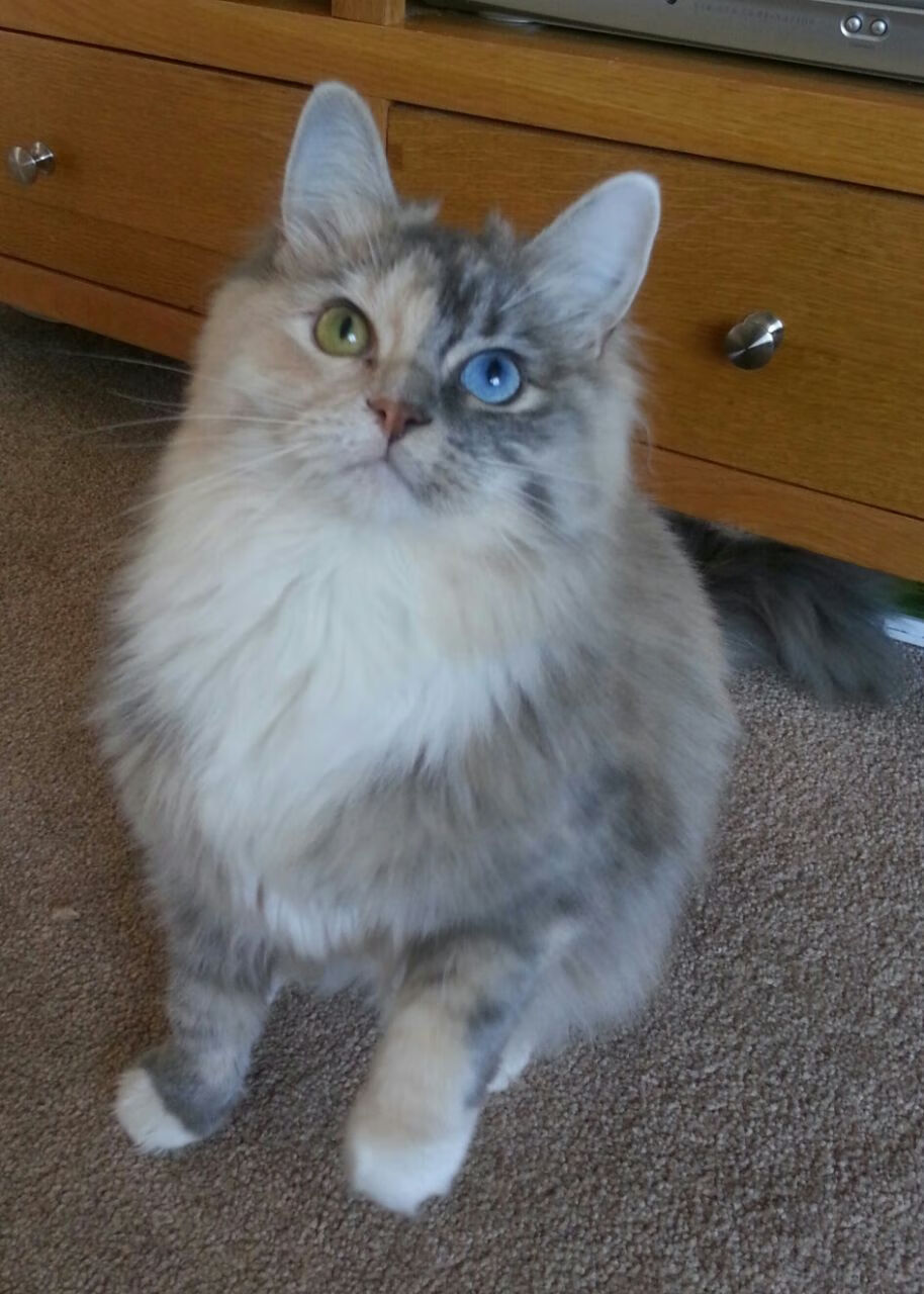 这是一个非常精彩的比赛场景设定。为了体现唯一性，我们可以将视角聚焦于一场决定生死的天王山之战，并赋予它文学性与历史感